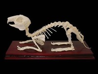 Скелет кролика - fgospostavki.ru - Белово