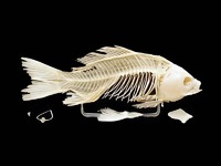 Скелет костистой рыбы - fgospostavki.ru - Белово