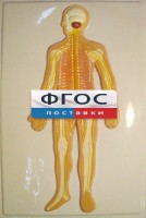 Модель барельефная "Нервная система человека" - fgospostavki.ru - Белово