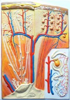 Модель барельефная "Почка" (макро-микростроение) - fgospostavki.ru - Белово