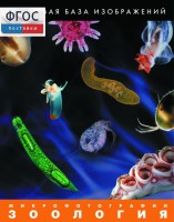 Зоология. Микрофотографии. (Цифровая база изображений) - fgospostavki.ru - Белово