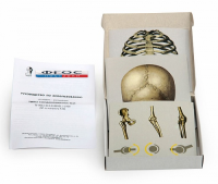 Модель-аппликация "Типы соединения костей" (набор из 7 карт) - fgospostavki.ru - Белово