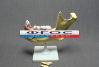 Модель "Челюсть разборная" - fgospostavki.ru - Белово