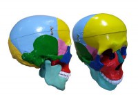 Модель "Череп" (с раскрашенными костями) - fgospostavki.ru - Белово