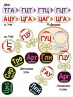 Модель-аппликация Биосинтез белка - fgospostavki.ru - Белово