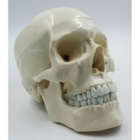 Модель "Череп" (белый) - fgospostavki.ru - Белово