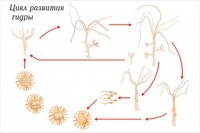 Модель-аппликация Строение и цикл развития гидры - fgospostavki.ru - Белово