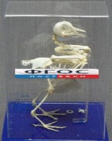 Скелет голубя - fgospostavki.ru - Белово