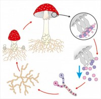 Модель-аппликация Размножение шляпочного гриба - fgospostavki.ru - Белово