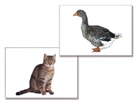 Дидактическое пособие "Домашние животные" (24 карточки) - fgospostavki.ru - Белово