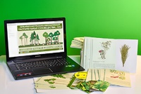 Гербарий натурально-интерактивный "Растительные сообщества. Лес" - fgospostavki.ru - Белово