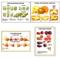 Плакаты ПРОФТЕХ "Ассортимент овощных культур" (12 пл, винил, 70х100) - fgospostavki.ru - Белово