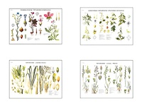 Плакаты ПРОФТЕХ "Систематика растений" (4 пл, винил, 70х100) - fgospostavki.ru - Белово