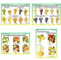 Плакаты ПРОФТЕХ "Ассортимент плодово-ягодных культур" (19 пл, винил, 70х100) - fgospostavki.ru - Белово