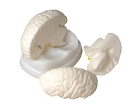 Модель мозга в разрезе - fgospostavki.ru - Белово