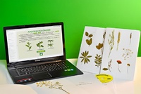 Гербарий натурально-интерактивный "Морфология растений" - fgospostavki.ru - Белово