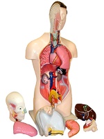 Торс человека разборный (42 см.) - fgospostavki.ru - Белово
