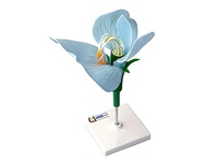 Модель цветка гороха - fgospostavki.ru - Белово