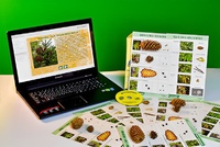 Коллекция натурально-интерактивная "Шишки, плоды, семена деревьев и кустарников" - fgospostavki.ru - Белово