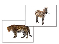 Дидактическое пособие "Дикие животные" - fgospostavki.ru - Белово