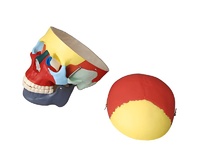 Модель "Череп человека с раскрашенными костями" - fgospostavki.ru - Белово