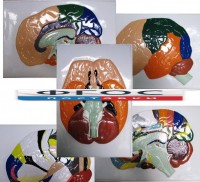 Модель барельефная "Доли, извилины, цитоархитектонические поля головного мозга" (5 планшетов) - fgospostavki.ru - Белово