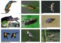 Комплект таблиц Природные зоны России. Сообщества (комплект 18 таблиц) - fgospostavki.ru - Белово