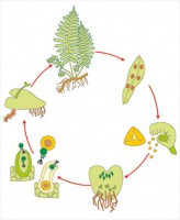 Модель-аппликация Размножение папоротника - fgospostavki.ru - Белово