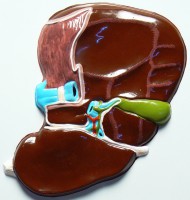 Модель барельефная "Печень" (висцеральная поверхность) - fgospostavki.ru - Белово