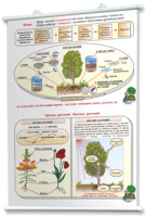 Плакаты по природоведению 2-3 классы. Для оформления кабинета. - fgospostavki.ru - Белово