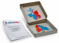 Модель-аппликация "Этапы эволюции сердца у позвоночных" (набор из 4 карт) - fgospostavki.ru - Белово