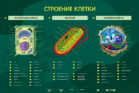 Электрифицированный стенд "Строение клетки" с маркерными полями - fgospostavki.ru - Белово