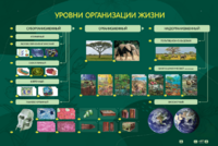 Электрифицированный стенд "Уровни организации жизни" - fgospostavki.ru - Белово