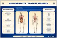 Электрифицированный стенд-тренажер c макетом скелета "Анатомическое строение человека" - fgospostavki.ru - Белово