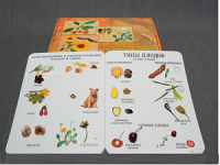 Коллекция "Семена и плоды" - fgospostavki.ru - Белово