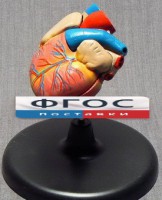 Модель "Сердце" (лабораторная) - fgospostavki.ru - Белово