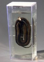 Влажный препарат "Уж" - fgospostavki.ru - Белово