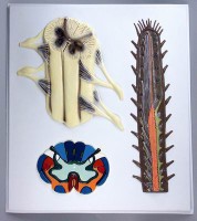 Модель барельефная "Строение спинного мозга" - fgospostavki.ru - Белово