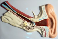 Модель барельефная "Ухо человека" (часть 1) - fgospostavki.ru - Белово