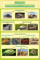 Стенд "Класс пресмыкающиеся" - fgospostavki.ru - Белово