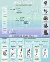 Стенд "Эволюция человека" Вариант 1 - fgospostavki.ru - Белово