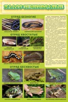 Стенд "Класс земноводные" - fgospostavki.ru - Белово