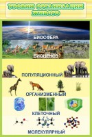 Стенд "Уровни организации живого" - fgospostavki.ru - Белово