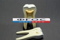 Модель "Строение зуба" - fgospostavki.ru - Белово