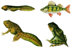 Модель-аппликация Цикл развития костной рыбы и лягушки - fgospostavki.ru - Белово