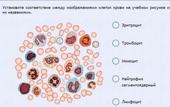 Интерактивные курсы. Биология 11 класс. Расширенный. - fgospostavki.ru - Белово