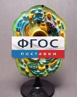 Модель "Клетка растения" - fgospostavki.ru - Белово