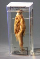 Влажный препарат "Внутреннее строение рыбы" - fgospostavki.ru - Белово