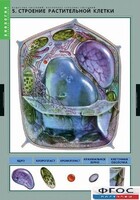 Комплект таблиц. Биология. Вещества растений. Клеточное строение. - fgospostavki.ru - Белово