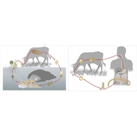 Модель-аппликация Цикл развития бычьего цепня и печеночного сосальщика - fgospostavki.ru - Белово
